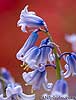 Blue Hyacinth (76) 