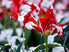 Tulipn Rojo en Nieve (06) 