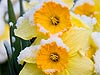 Daffodils in Spring Snowfall (150) 
