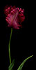 Tulipan Rojo (2) 