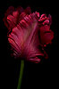 Tulipan Rojo (3) 