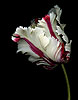 White and Red Parrot Tulip (5) 