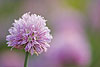 Pink Chives Flower (05) 