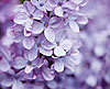 Lilac 51 