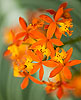 Orquidea Naranjada 44 