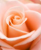 Pink Rose 3 