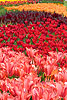 Colorful Row of Tulips (14) 