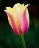 Tulip Pastels (32) 