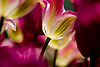 Tulipan Garden (38) 