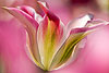 Tulip in Pink (41) 
