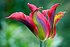 Tulipan Colorido (28) 