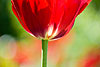 Backlit Red Tulip (47) 