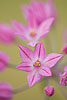 Pink Garlic Flower (26) 