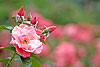 Garden of Pink Roses (37) 