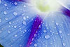 Blue Morning Glory with Dew Drops (89) 