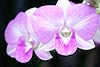Dendrobium Orchid 18 