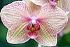 Phalaenopsis Orchid 2 
