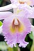 Cattleya Orchid 22 