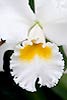 Cattleya Orchid 42 