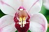 Dendrobium Orchid 54 