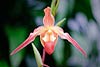 Paphiopedilum Orchid 57 