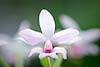 Pink and White Orchid 6 