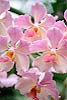 Pink Orchids 8 