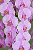 Phalaenopsis Orchid 38 