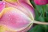 Tulip Covered by Rain Drops (218) 