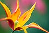 Spiked Petal Tulip (70) 