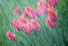Tulipanes en la Lluvia (112) 