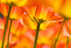 Orange Tulip Canopy (182) 