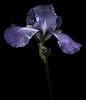 Blue Iris (1) 