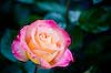 Cream and Pink Rose (5) 