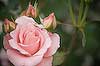 Pink Rose (30) 