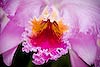 Cattleya Orchid (187) 