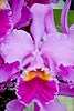 Cattleya Orchid 27 