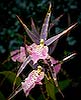 Spider Orchid 60 