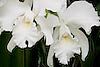 Cattleya Orchid 64 