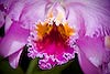 Cattleya Orchid 99 