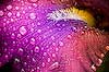 Colorful Iris (125) 