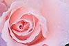 Pink Rose with Dew (88) 