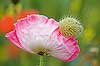 Flor abriendose (Poppy 83) 