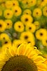 Sunflowers (155) 