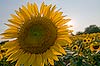 Sunflowers (220) 