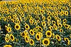 Field of Sunflowers (255) 