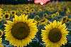 Sunflowers at Sunset (413) 