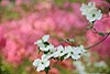 Flowering Dogwood and Azaleas (99) 
