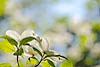 Flowering Dogwood Blossoms (141) 