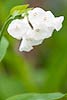 White Virginia Bluebells(164) 